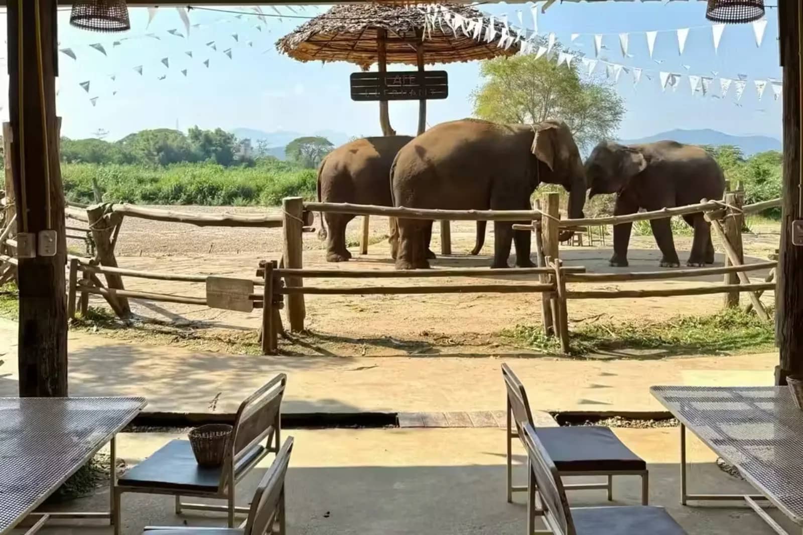 Three elephants stand in a fenced yard seen from the shaded wooden tables of an elephant cafe