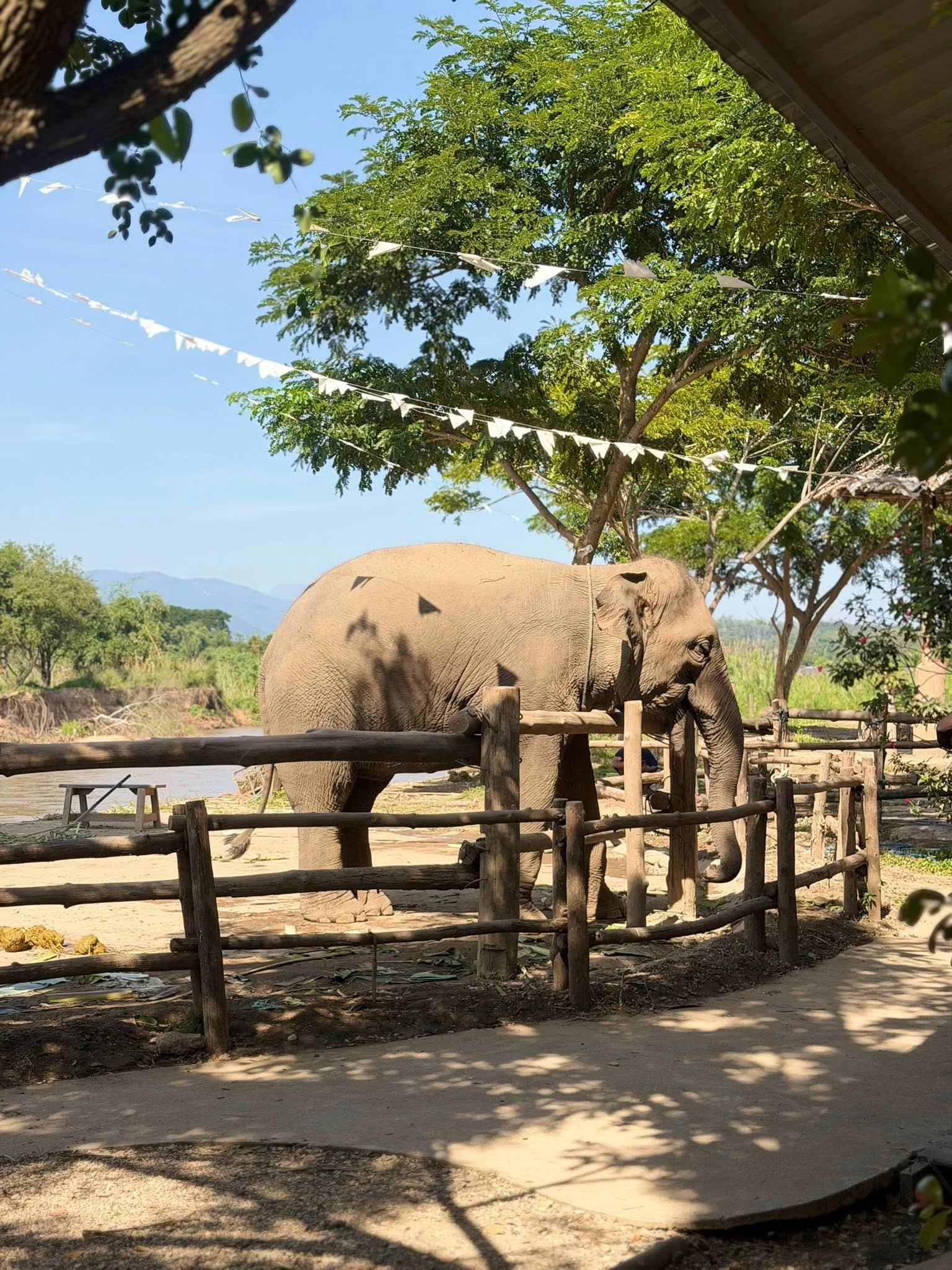 A single elephant stands behind a wooden fence under trees at an elephant cafe near Chiang Mai