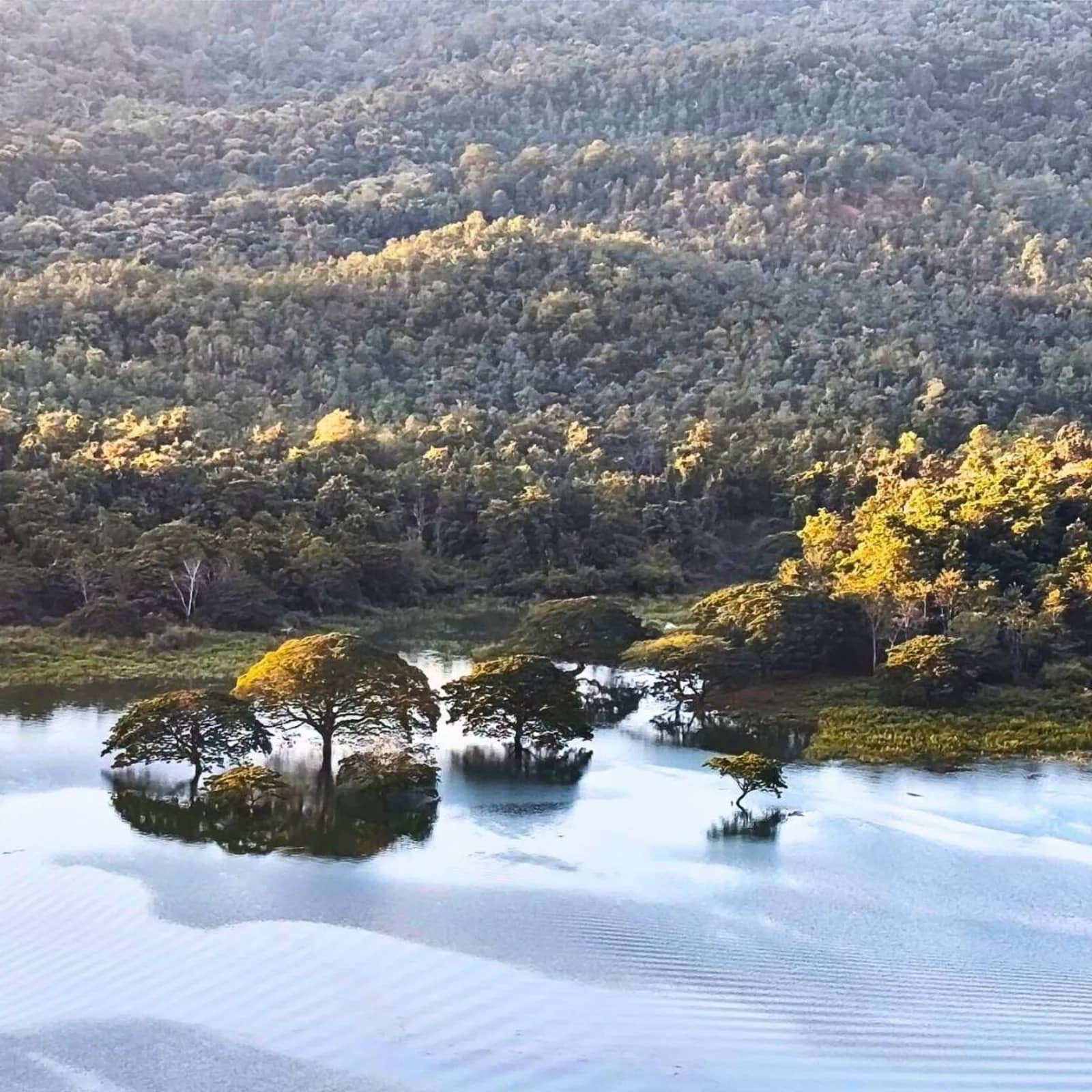 Small trees stand in the still water of a lake at the foot of a forested hillside