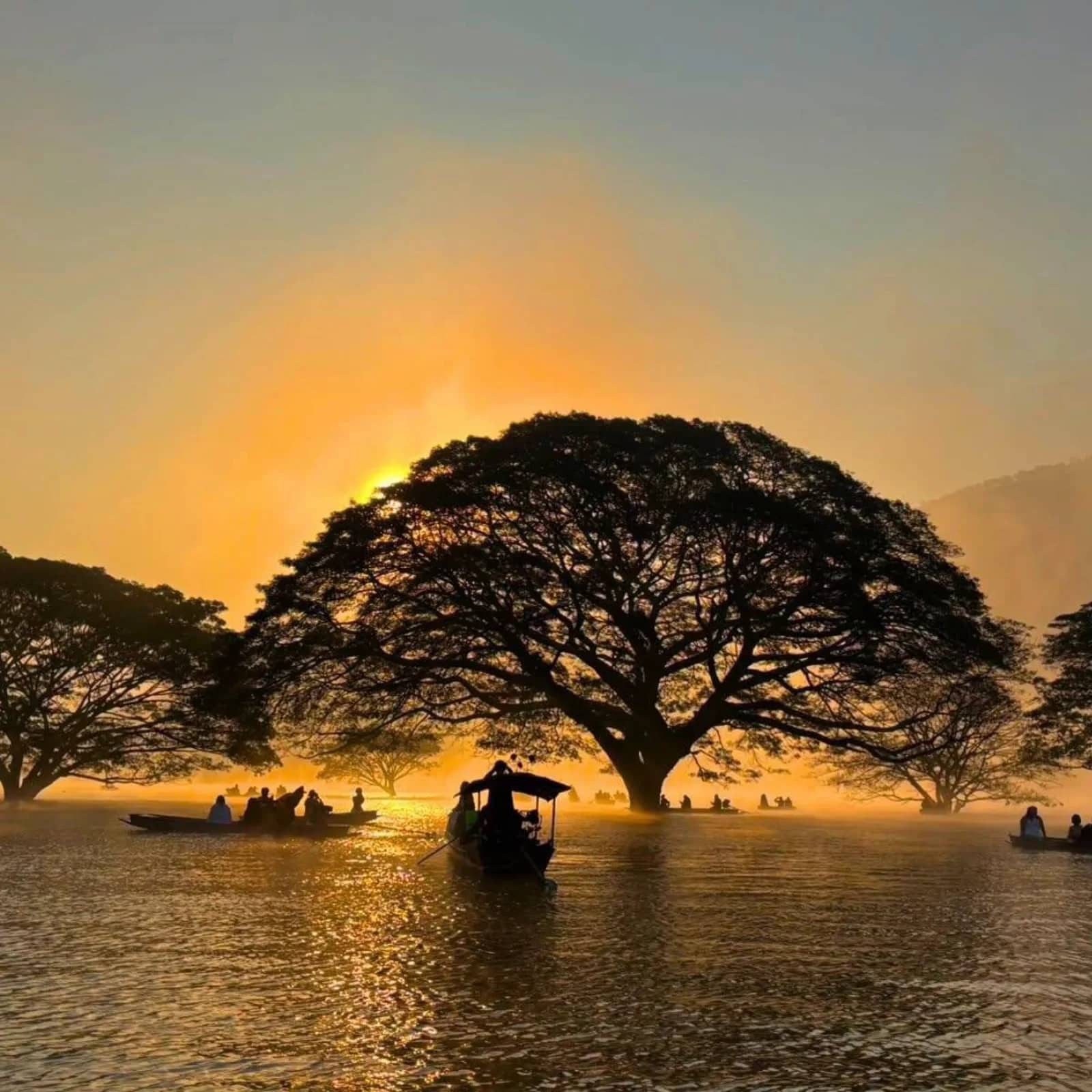 Boats float beneath a giant rain tree standing in a lake as the sun rises behind it