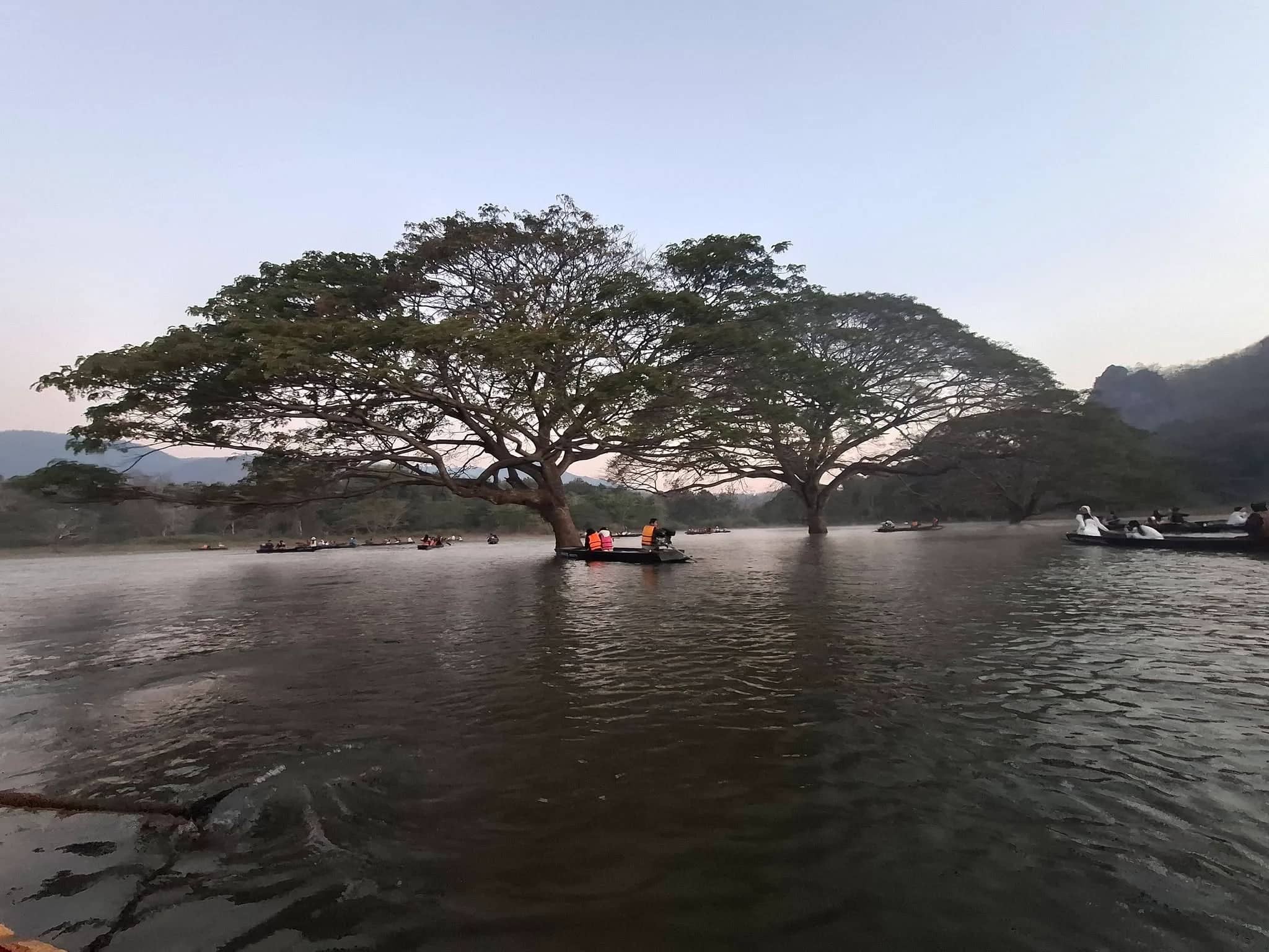 Boats rest near large rain trees growing out of a calm lake at dusk