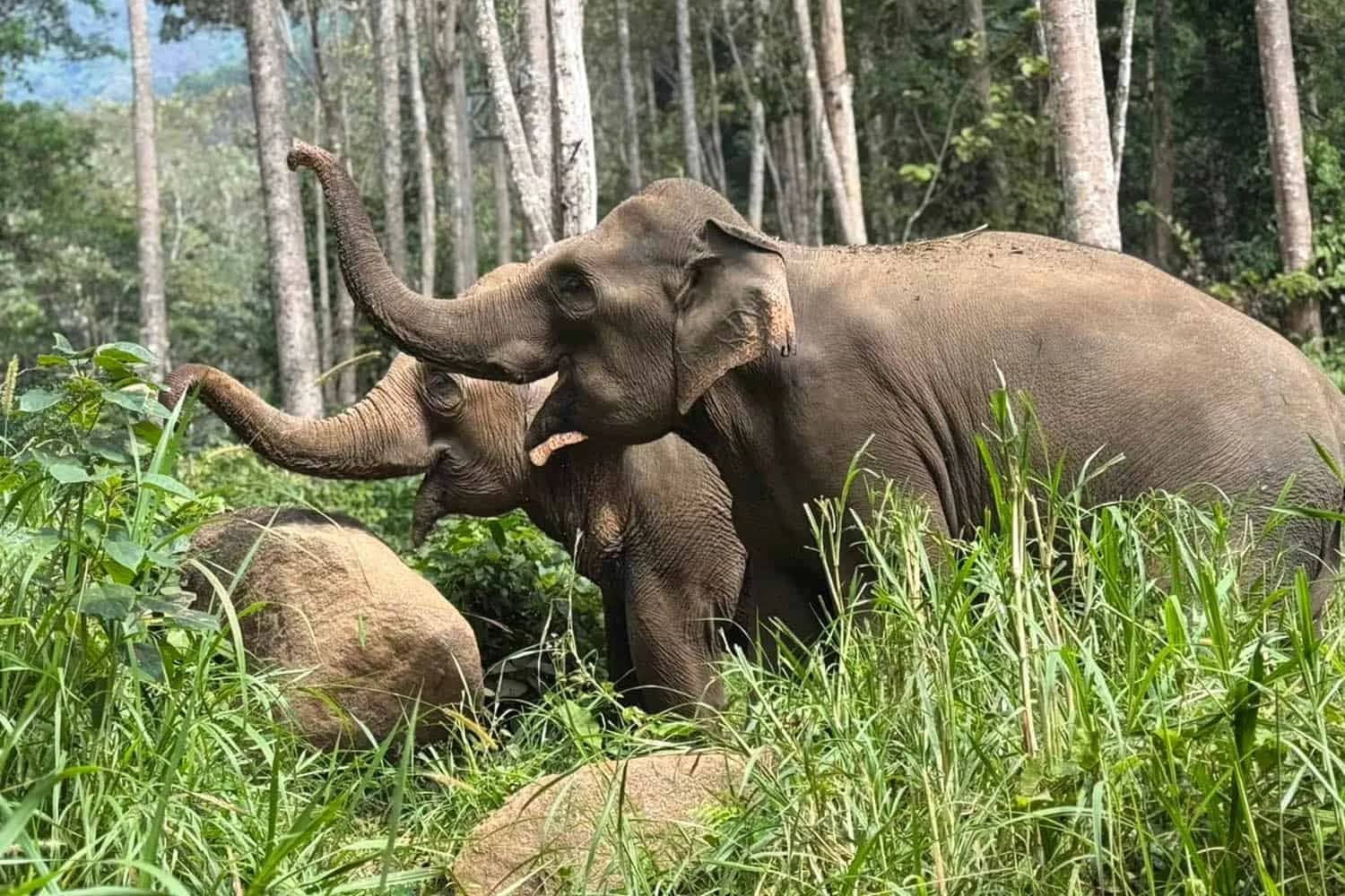 Two elephants raise their trunks while feeding in tall grass among trees at Elephant Nature Park