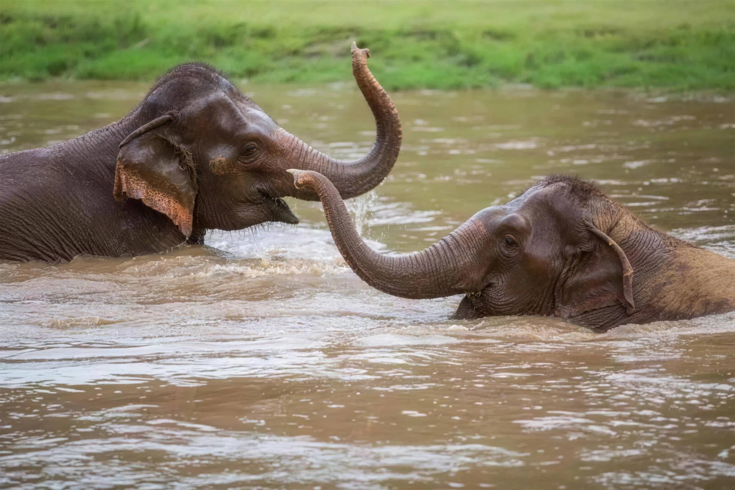 Two elephants touch trunks while bathing in a brown river at Elephant Nature Park