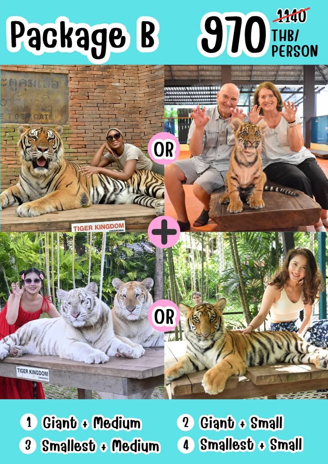 Price flyer for Tiger Kingdom Package B showing visitor photos with giant, medium and small tigers.