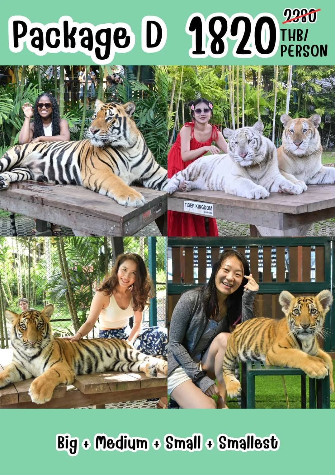 Price flyer for Tiger Kingdom Package D showing visitors with big, medium, small and smallest tigers.