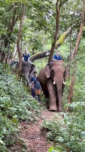 An elephant walks along a steep forest path with a mahout and visitors following behind