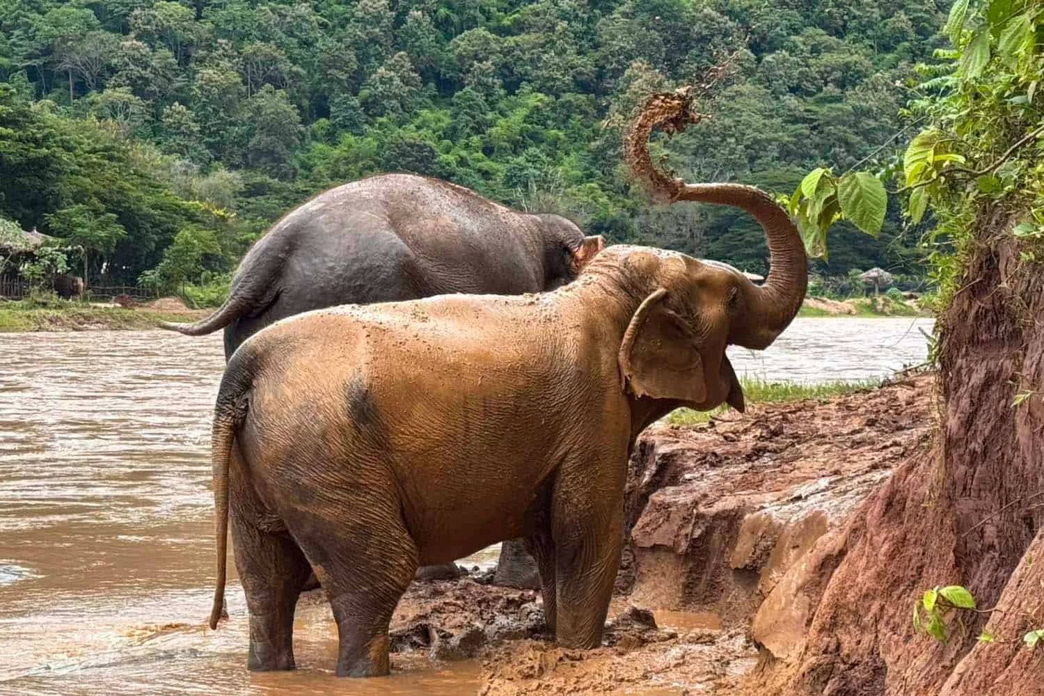 An elephant flings mud over its back on a riverbank while another stands in the water at Elephant Nature Park