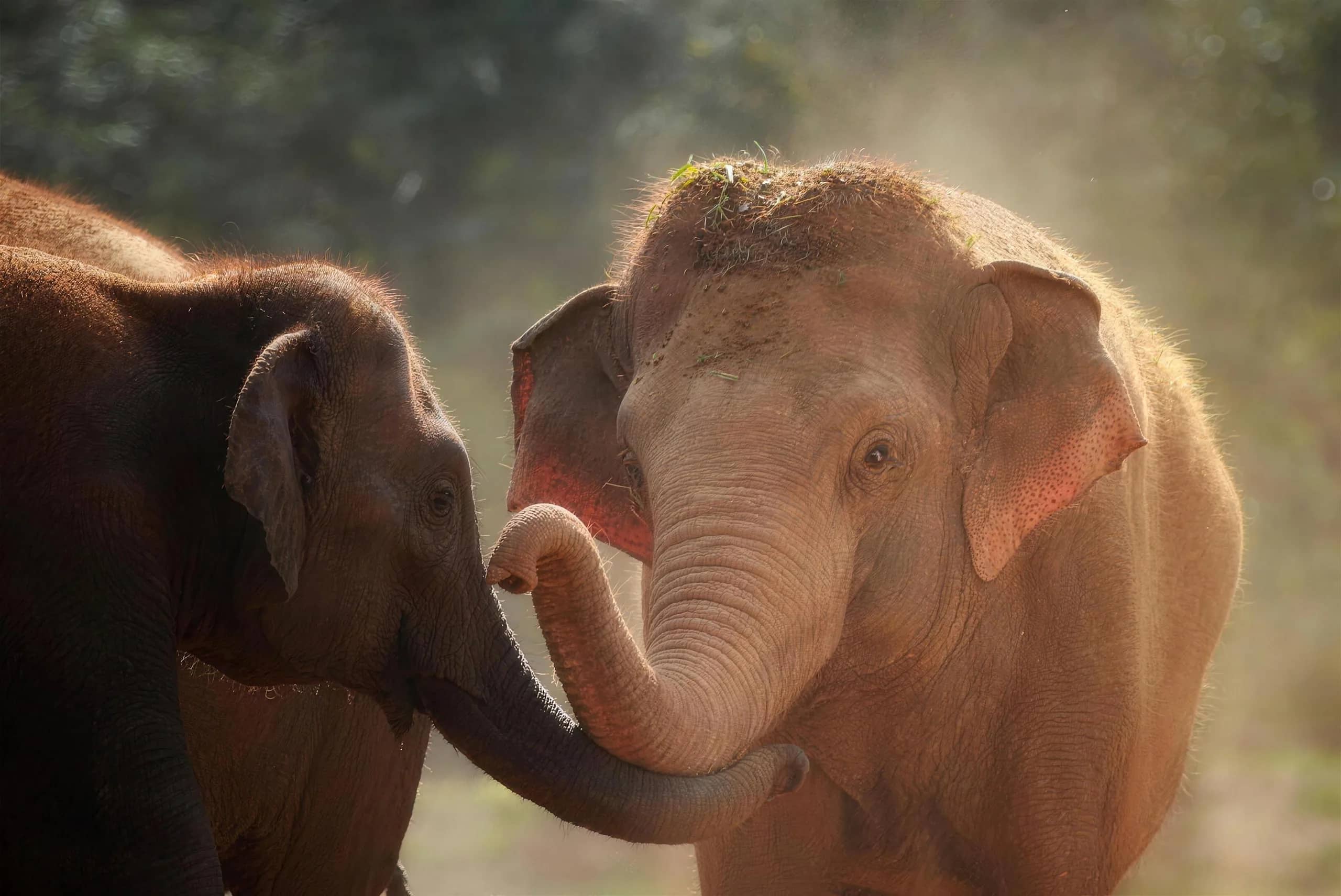 Two young elephants touch trunks in warm backlight at Elephant Nature Park