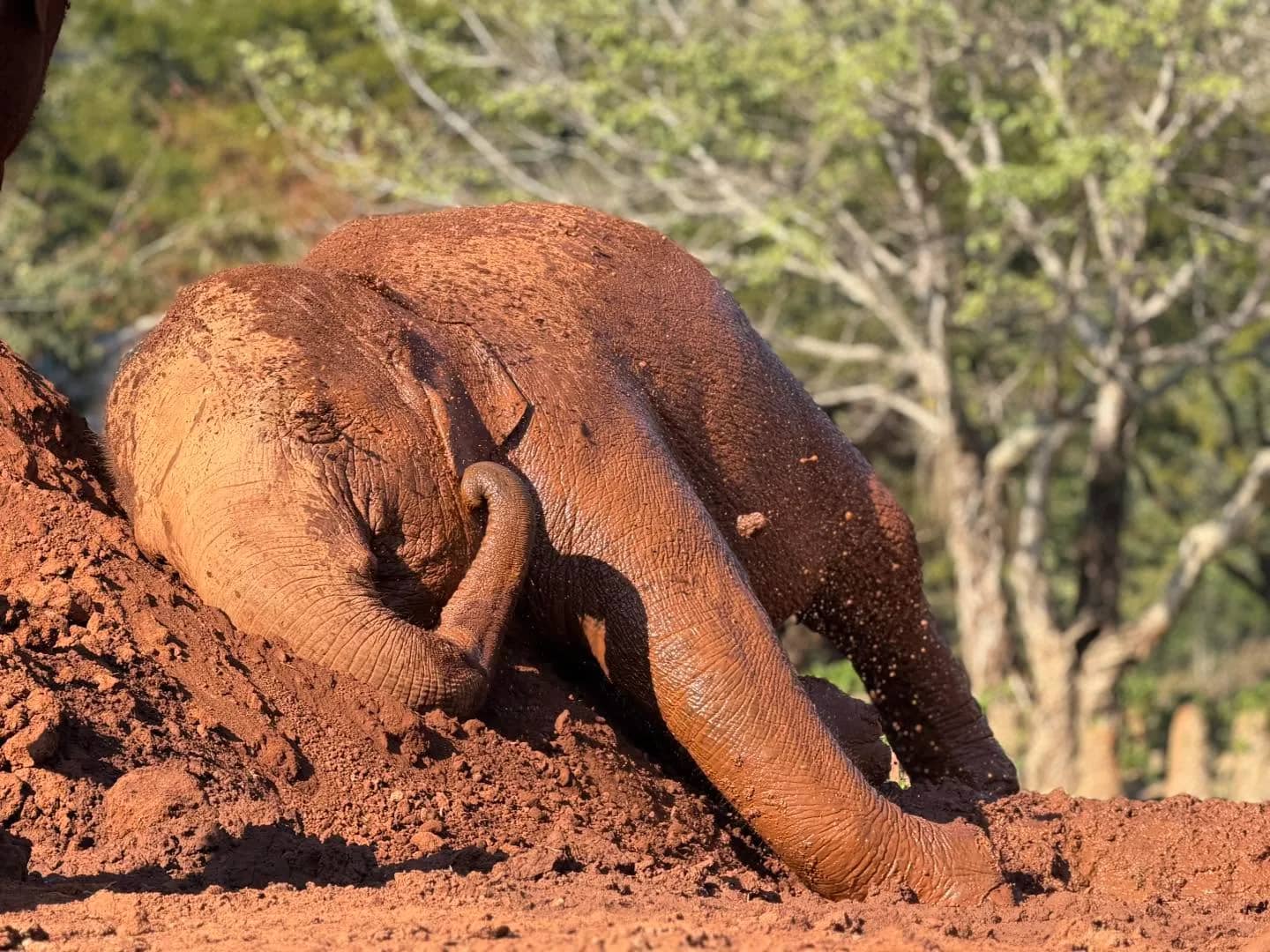 A dusty elephant rubs its head against a bank of red earth at Elephant Nature Park