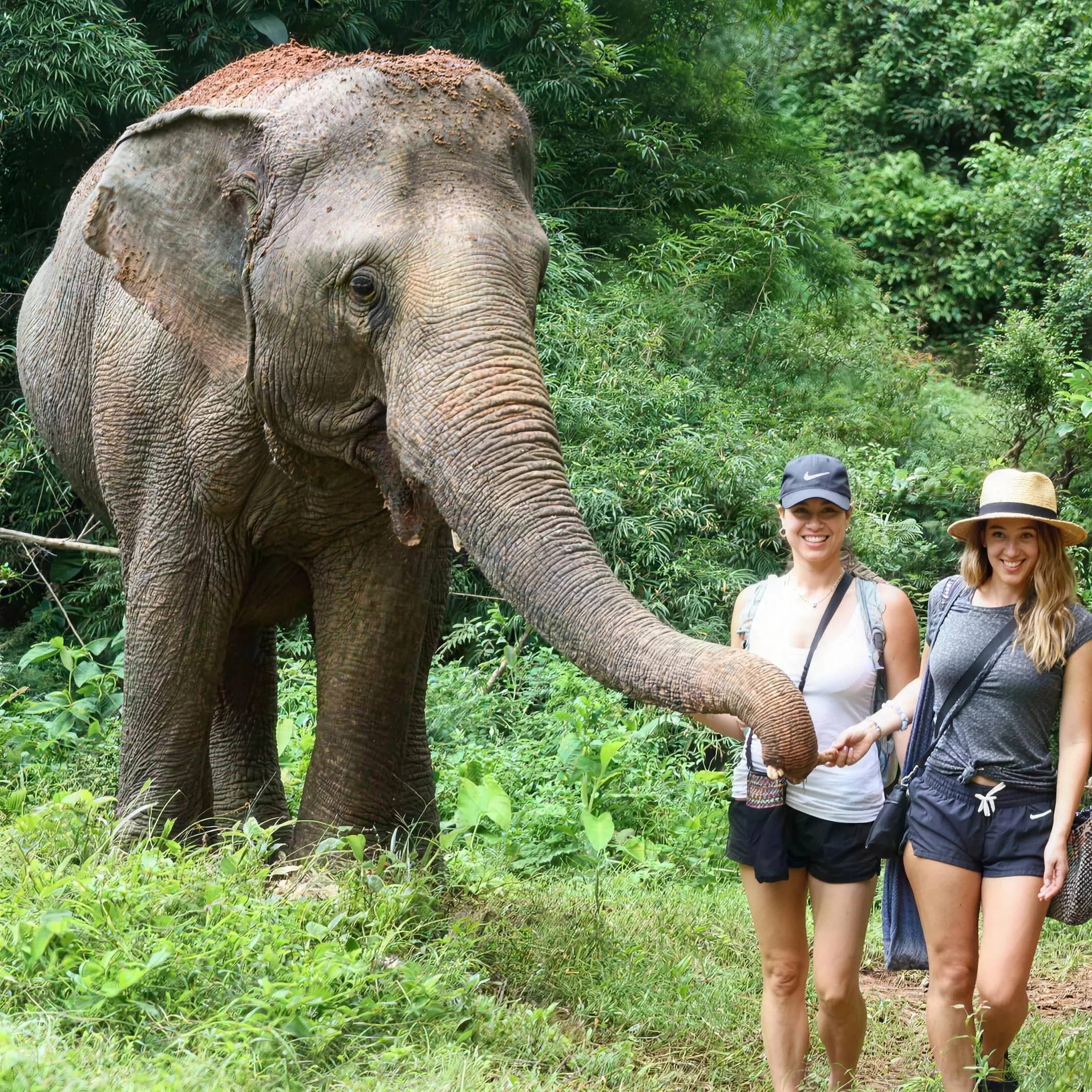 Two visitors offer food to an elephant reaching out its trunk on a grassy jungle path