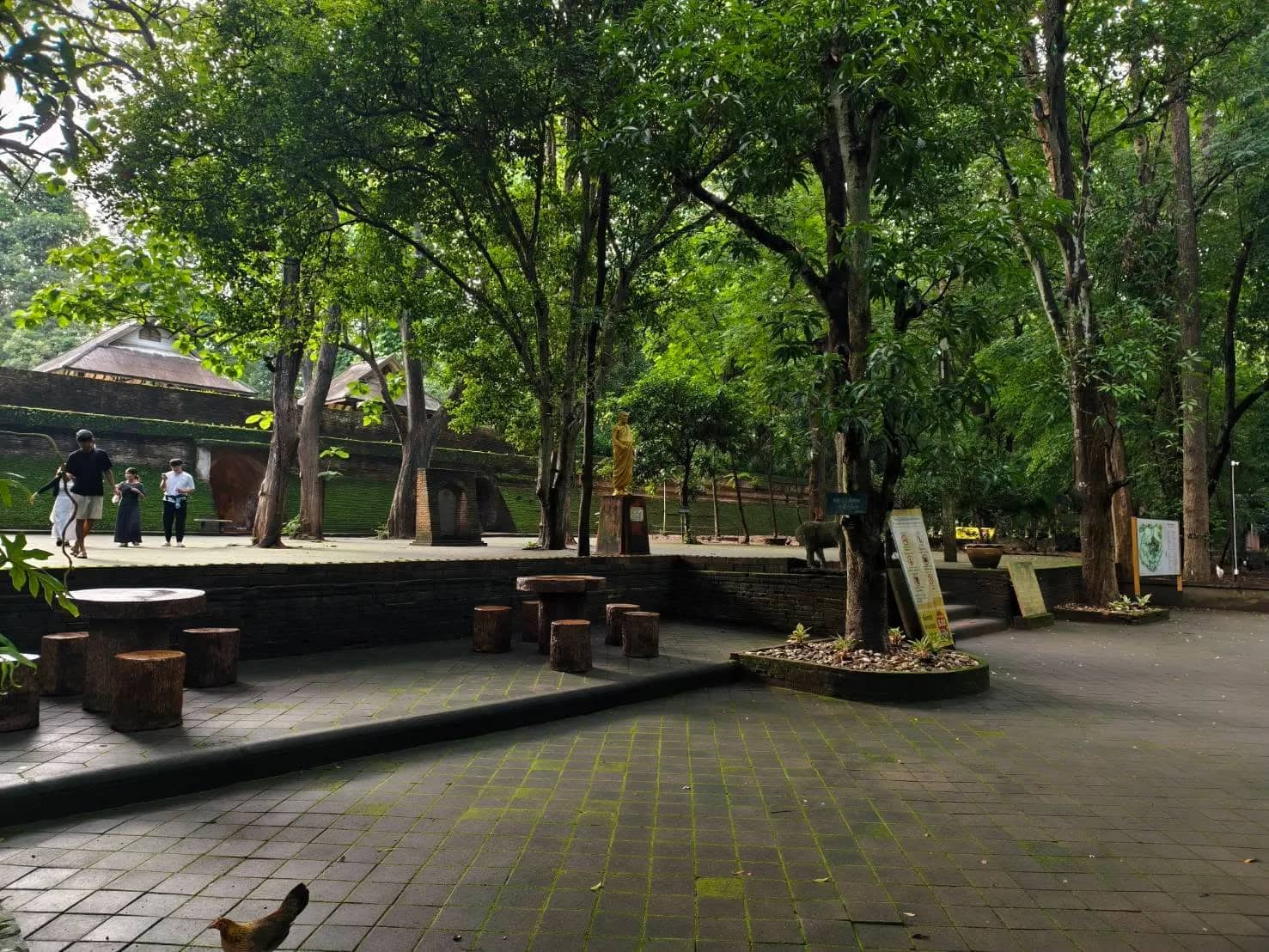 A paved courtyard with stools and tall shade trees in the forest grounds of Wat Umong