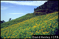 Golden 'Bua Thong' Flowers cover the hillsides in Mae Hong Sorn Province during the latter months of the year